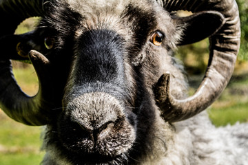 Black with white goat (cross Göingeget or swedish breed) head close-up with horns