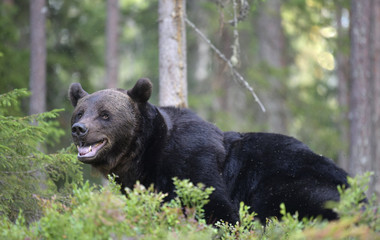 Brown bear with open mouth in the summer forest.  Green forest natural background. Scientific name: Ursus arctos. Natural habitat. Summer season.