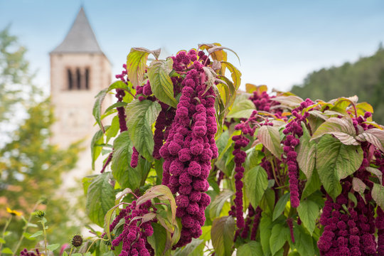 Collalbo-Bilder: Stock-Fotos & -Videos. | Adobe Stock