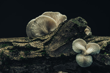 Close up beautiful bunch mushrooms in the tree background texture.