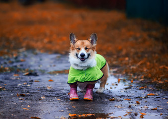 funny puppy a red haired Corgi dog stands by a puddle on a walk in rubber boots and a raincoat on an autumn rainy day and smiles rather closing his eyes