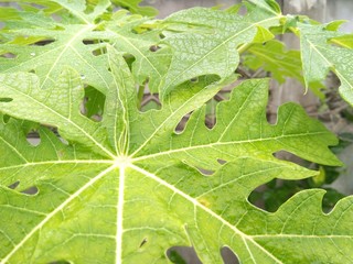 papaya leaf 