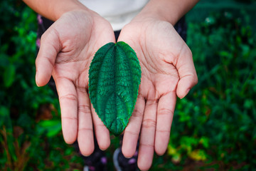 Top view two hand of Asian girl holding a green leaf.leaves,wildlife,Photo concept nature and good...