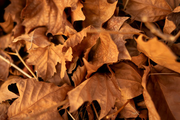 Close-up of the arrival of autumn in the city
