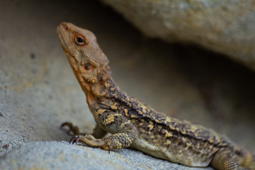 Fototapeta premium Lizard Sitting On A Stone