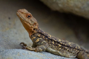 Lizard Sitting On A Stone