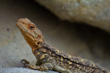 Lizard Sitting On A Stone