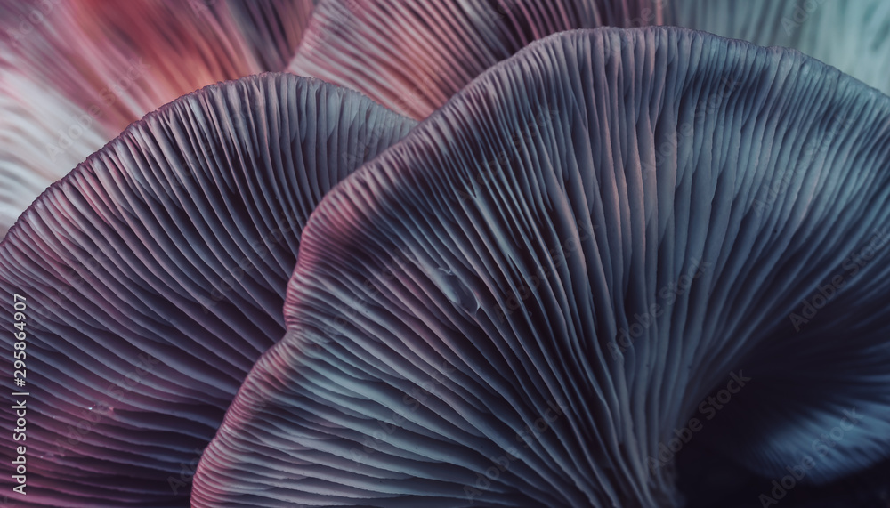 Poster Close up beautiful bunch mushrooms color light in the tree background texture. Macro Photography View.