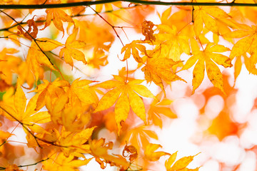 Naklejka na ściany i meble Yellow Maple.Autumn colored leaves. Autumn background.