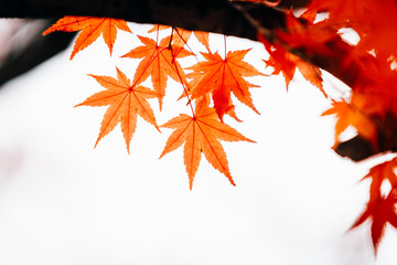 Maple.Autumn colored leaves. Autumn background.