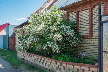 Fototapeta na wymiar A tall shrub blooms with white flowers. Brick wall at home, vegetable garden in Russia.