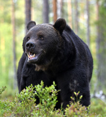 Close up portrait of Brown bear with open mouth in the summer forest. Front view. Green forest natural background. Scientific name: Ursus arctos. Natural habitat. Summer season.