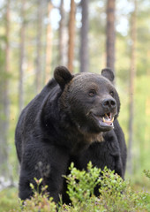 Close up portrait of Brown bear with open mouth in the summer forest. Front view. Green forest natural background. Scientific name: Ursus arctos. Natural habitat. Summer season.