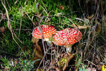 Eifel Tour Traumpfade, Herbstimpression, Zeit für Pilze