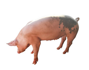 One white pig standing on a white ground