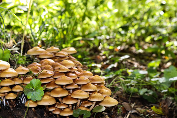 Eifel Tour Traumpfade, Herbstimpression, Zeit für Pilze