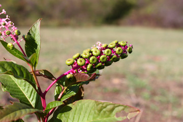 Green Laconia Berries (Phytolacca americana)