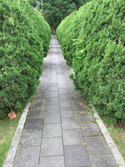 The empty flagstones walkway with Coniferous shrub around in the park,Fuzhou,Fujian,China