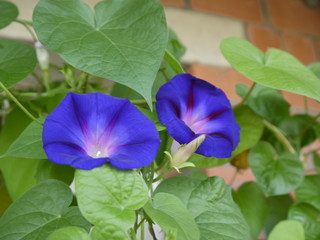 Цветок вьюн ипомея фиолетовая с малиновыми полосками