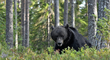 Brown bear in the summer forest. Front view. Green forest natural background. Scientific name: Ursus arctos. Natural habitat. Summer season.