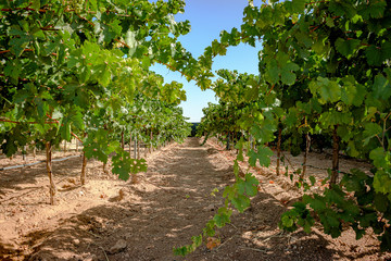 Fototapeta na wymiar Row of vineyards in spanish winery