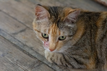 The Cat Lies On A Wooden Floor