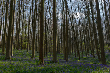 Hasenglöckchen im Rotbuchenwald von Hallerbos, Belgien