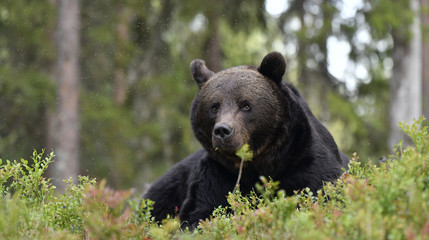 Obraz na płótnie Canvas Brown bear in the summer forest. Front view. Green forest natural background. Scientific name: Ursus arctos. Natural habitat. Summer season.