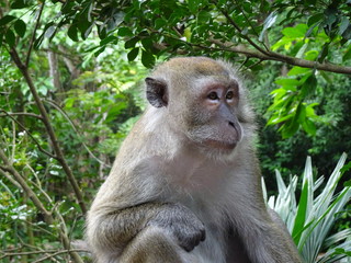 Singapur Kuala Lumpur