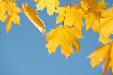 Beautiful colorful leaves in autumn forest. Red, orange, yellow and brown autumn leafs. Maple foliage. Seasonal background.