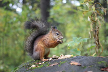 Naklejka na ściany i meble squirrels in the forest