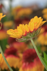 close up of blanket flowers (Gaillardia)