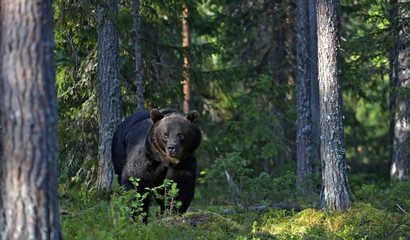Brown bear in the summer forest. Front view. Green forest natural background. Scientific name: Ursus arctos. Natural habitat. Summer season.