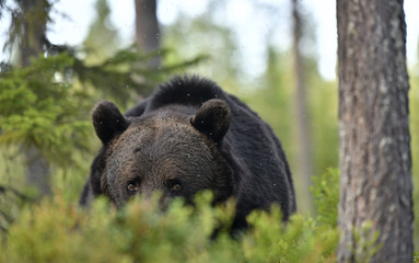 Close up portrait of Brown bear in the summer forest. Green forest natural background. Scientific name: Ursus arctos. Natural habitat. Summer season.
