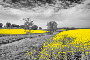 Shining yellow oilseed rape fields in a black and white landscape. Artistically alienated with the color-key method.