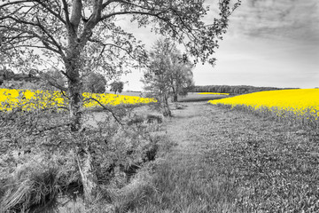 Shining yellow oilseed rape fields in a black and white landscape. Artistically alienated with the color-key method.