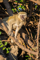 African wildlife: vervet monkey in a tree in a national park during a safari in Africa