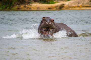Alarmed, startled, and ready to charge hippo, showing territorial behavior, coming out of the water with his mouth wide open
