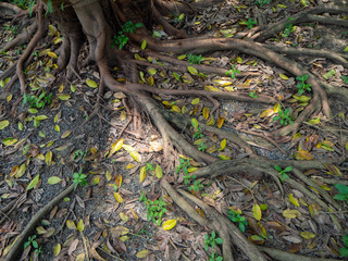 Roots for Banyan tree,Leaves fall to the ground,At Sri Nakhon Khuean Khan Park and Botanical Garden in Bangkok Thailand