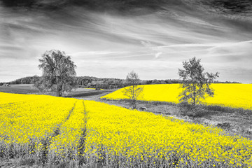 Shining yellow oilseed rape fields
