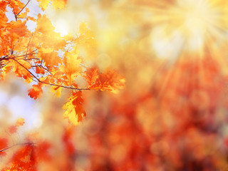 autumn background forest with yellow red leaves with sunny light beams