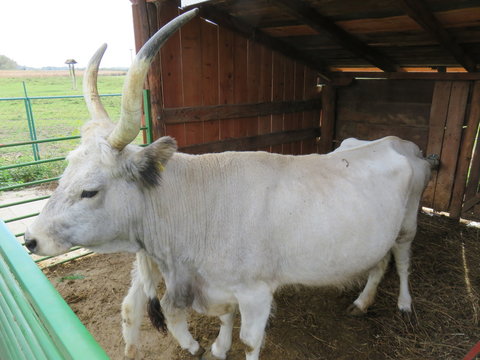 Domestic indigenous Bos taurus Podolac Zasavica Serbia