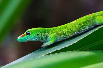 green Madagascar giant day gecko (phelsuma grandis) on leaf