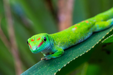 close-up Madagascar giant day gecko (phelsuma grandis) on green leaf