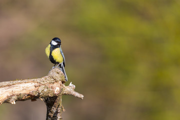 great tit bird (parus major) sitting on tree branch