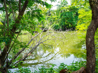 Dry twigs on river garden,Behind is forest,Show abundant,At Sri Nakhon Khuean Khan Park and...