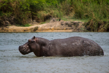 Fototapeta na wymiar Hippo standing in the water of an African national park during a safari