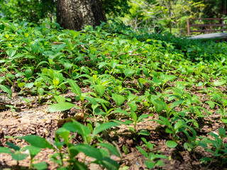 Unwanted plants up on floor,Short trunk is color green,Sunlight on leaf,At Sri Nakhon Khuean Khan Park and Botanical Garden in Bangkok Thailand