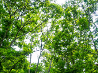 Obraz premium Forest in heart of the city,Tree color green,Nature makes fresh air,At Sri Nakhon Khuean Khan Park and Botanical Garden in Bangkok Thailand