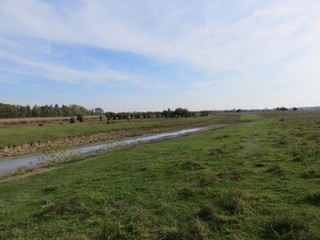 Zasavica Nature reserve Serbia semi dried riverbed for bathing of animals